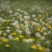 Clout - Herbicide Additive - Regenerative Ag Solutions I AgTek360